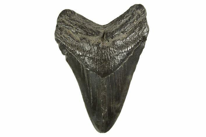 Fossil Megalodon Tooth - South Carolina #321329